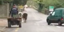 VIDEO: Two escaped cows cause a series of traffic mishaps in Waterford