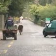 VIDEO: Two escaped cows cause a series of traffic mishaps in Waterford