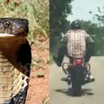 WATCH: The terrifying moment a snake lunges at a passing motorcyclist