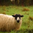24 stolen sheep find their own way back to their owner in Kerry