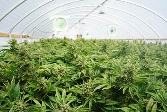 Gardaí seize cannabis worth €325,000 in Sligo