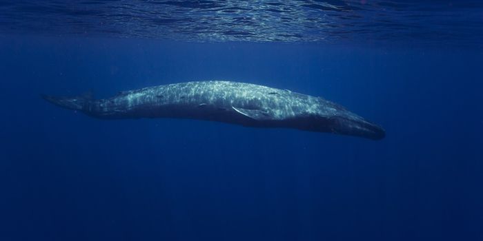 russian whale spy