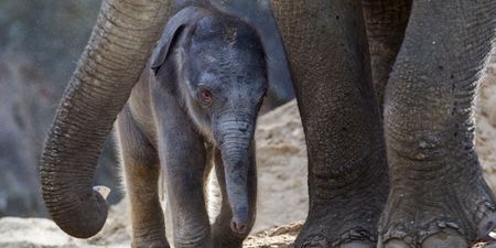 It’s a boy! But the newest addition to Dublin Zoo needs your help