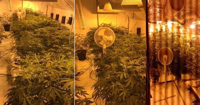 cannabis growhouse