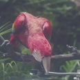 WATCH: This parrot just played every single track from Calvin Harris’ upcoming album