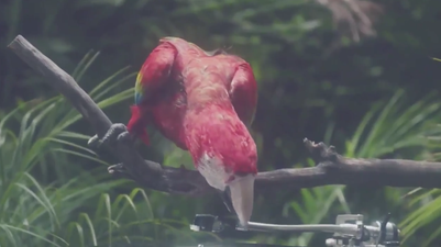 WATCH: This parrot just played every single track from Calvin Harris’ upcoming album