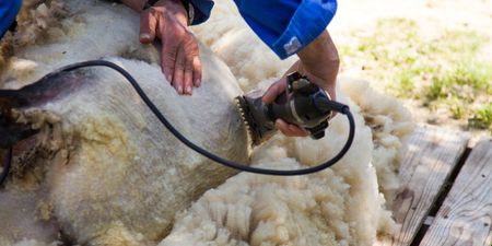 PIC: This sheep shearer’s sunburn is the definition of having a farmer’s tan