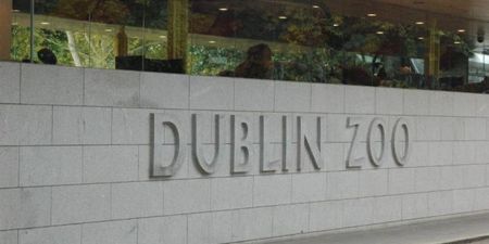 Campaign launched to “Save Dublin Zoo”, amid fears it may have to close its doors for good