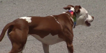 WATCH: This small town in Kentucky has a dog as their mayor