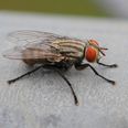 Dublin 4 is currently infested with a “biblical plague of flies”