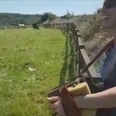 WATCH: Sharon Shannon gets mobbed by herd of cows while playing a tune