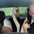 ‘Hot Fuzz’ police actually arrest a rogue swan that was causing havoc on the roads