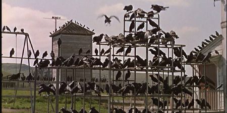 31 Days Of Hallowe’en: The Birds (1963)