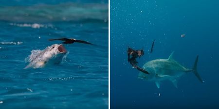 Blue Planet II’s upcoming ‘bird vs giant fish’ duel is absolutely breathtaking TV