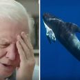 Blue Planet II broke viewers’ hearts with one harrowing but important scene