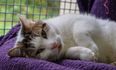 ISPCA appeals for new homes for over 100 cats currently in care in Ireland