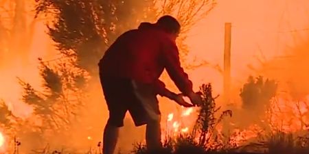 WATCH: Man pulls over to save rabbit from roadside as fires blaze in California