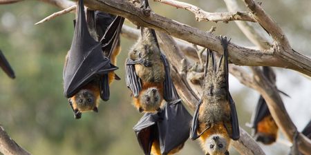 WATCH: Aussie town terrorised by ‘plague’ of 200,000 bats