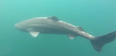 This 16-foot shark in Greenland could be over 500-years-old