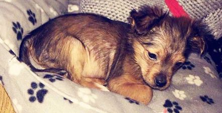 Two men arrested after puppy allegedly beaten with hammer and put into microwave