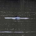 PICS: Several dolphins have been spotted in the River Suir
