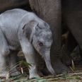 PICS: Dublin Zoo has announced the birth of an elephant calf