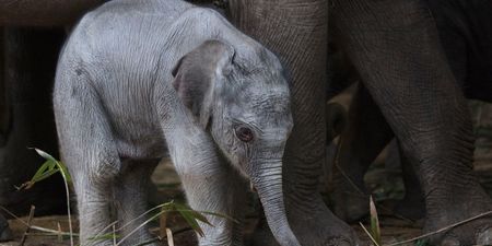 PICS: Dublin Zoo has announced the birth of an elephant calf