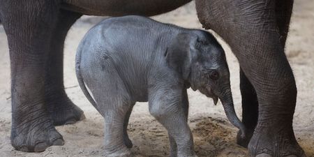 WATCH: Footage of six baby elephants escaping a mud pit is bound to make you smile