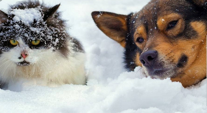 Pet Rescue reminds owners to keep pets inside as “Beast From The East” claims first victim