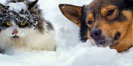 Pet Rescue reminds owners to keep pets inside as “Beast From The East” claims first victim