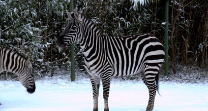 PICS: The animals at Dublin Zoo really enjoyed their day in the snow