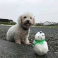PICS: Is this Ireland’s smallest snowman?