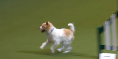 WATCH: This Jack Russell terrier at Crufts will immediately make your day 87% better