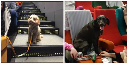 PICS: This Dublin cinema held a dog-friendly screening of Isle Of Dogs and it is a cuteness overload