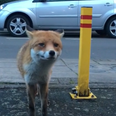 WATCH: This is probably why most people don’t try to buddy up with foxes