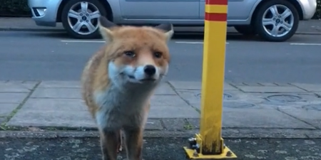 WATCH: This is probably why most people don’t try to buddy up with foxes