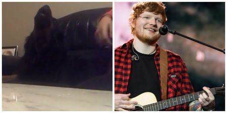 WATCH: Irish dog singing along to Ed Sheeran is the shot of happiness you need today