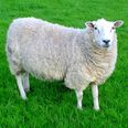 Gardaí investigating the suspected theft of over 100 sheep in Meath