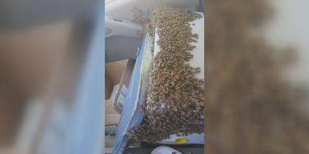 WATCH: Package filled with 3,000 bees breaks open in truck, driver remains unbelievably calm
