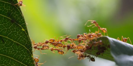 The most ant-infested counties in Ireland have been revealed