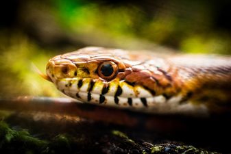 PICS: Huge snake found roaming around park in Leitrim