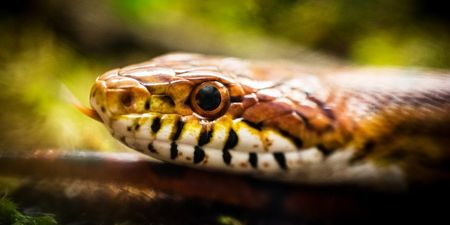 Snake rescued by the ISPCA after going on the loose in Tipperary
