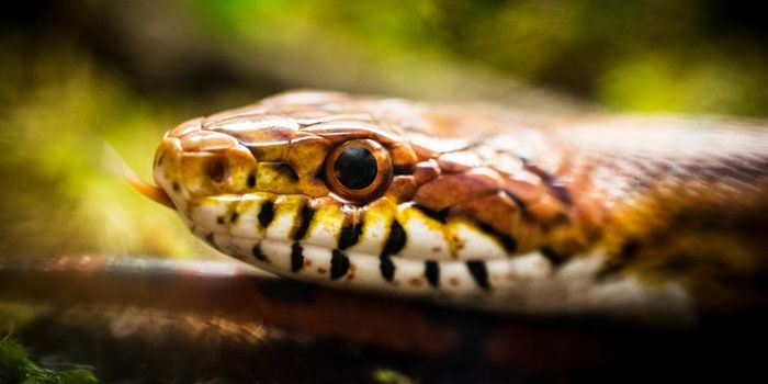 three-eyed snake