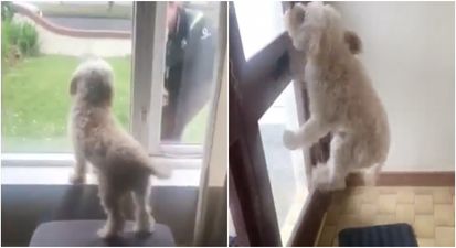 Dog’s reaction to his owner coming home is proof that we don’t deserve them