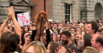 Somebody spotted a frightened puppy at the Dublin Castle referendum celebration, and Twitter has gone wild
