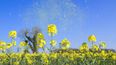 HSE advises on differences between hay fever and coronavirus