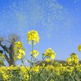 HSE advises on differences between hay fever and coronavirus