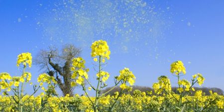 There’s a very, very simple way to avoid hay fever that will make life a lot more bearable