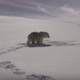 Paddy Power issue “apology” over that polar bear World Cup advert