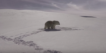 Paddy Power issue “apology” over that polar bear World Cup advert